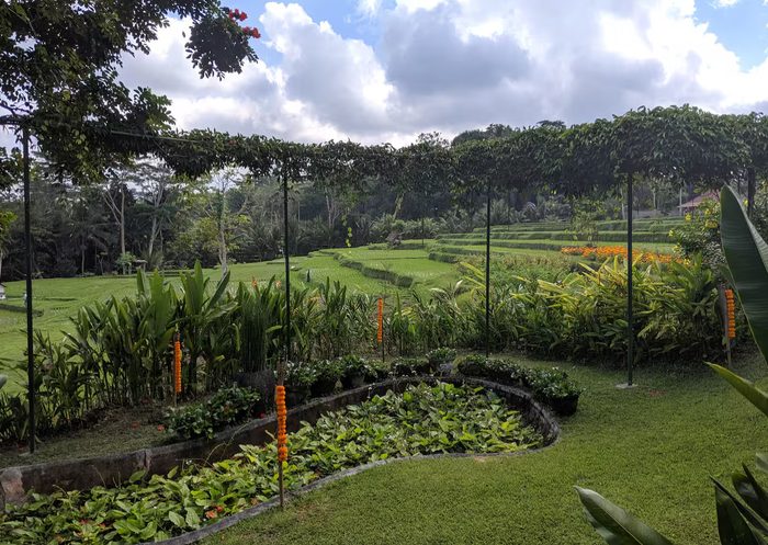 Ubud, rýžové terasy